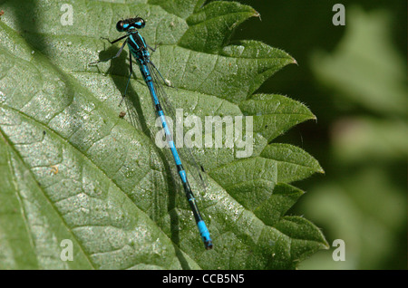 Azure Damselfly, Coenagrion Puella, männlich. Stockfoto