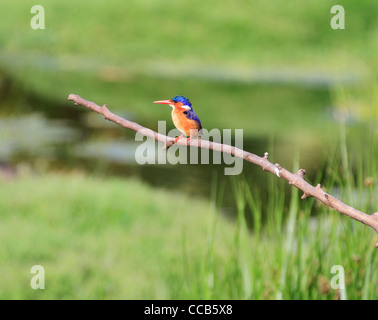 Malachit Eisvogel (Alcedo cristata) bei Intaka Island Bird Sanctuary, Kapstadt, Südafrika. Stockfoto