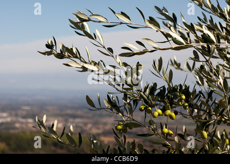 Oliven wachsen in der Nähe von Marsciano, Umbrien, Italien. Stockfoto