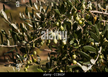 Oliven wachsen in der Nähe von Marsciano, Umbrien, Italien. Stockfoto