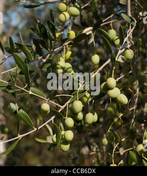 Oliven wachsen in der Nähe von Marsciano, Umbrien, Italien. Stockfoto
