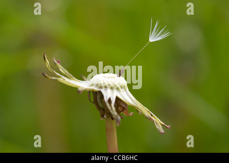 letzte Samen auf den Löwenzahn Stockfoto