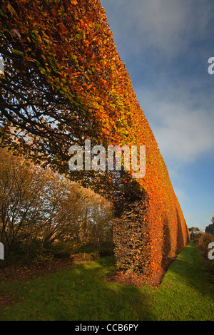 Beech Hedge, Royal Botanic Garden Edinburgh Stockfoto