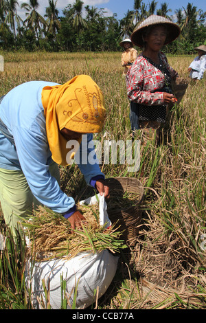 Frauen, die Ernte Reis Yogyakarta Indonesien Stockfoto