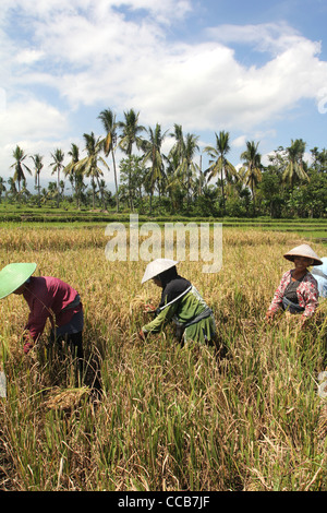 Frauen, die Ernte Reis Yogyakarta Indonesien Stockfoto