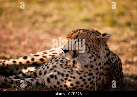 Kenia - Masai Mara - Cheetah - am frühen Morgen Schatten unter einem Baum Stockfoto