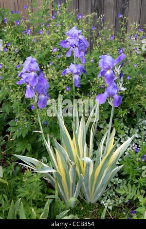 Bunte Süße Iris und Johnsons Blue Geranium Stockfoto