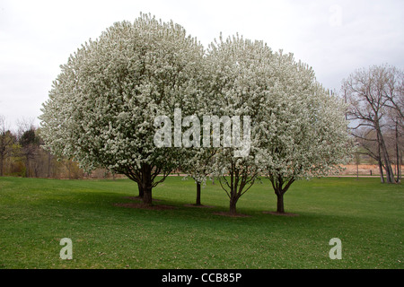 Frühling Schnee Crabapples in voller Blüte. Stockfoto