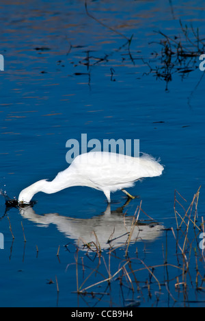 Snowy Silberreiher (Egretta unaufger) Florida Vogel Fütterung plätschernden Kopf im Wasser, Everglades Nationalpark Stockfoto