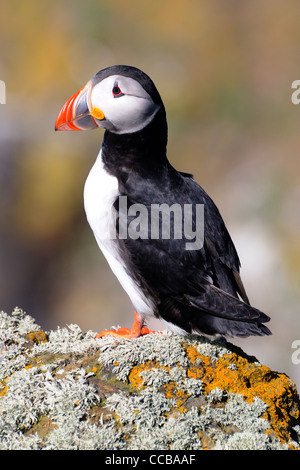 Papageitaucher, der Isle of May, Firth of Forth Stockfoto