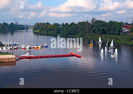 kleine weiße Sailfishes am Fluss Stockfoto