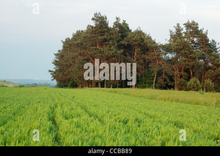 Eingereicht von Winter Getreide grün Pflanzen und Bäume Stockfoto