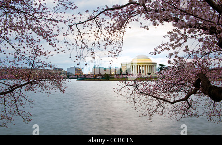 Washington DC Kirsche blüht in voller Blüte auf dem Gezeiten-Bassin mit dem Jefferson Memorial im Hintergrund. Stockfoto