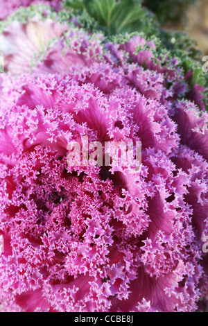 Dekorative rosa Kohl vertikale Blumenbild. Stockfoto