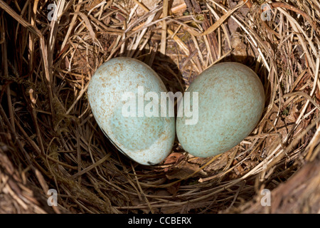 Vogeleier im nest Stockfoto