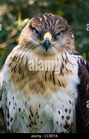 Bussard oder Buteo Buteo, Raubvogel, sitzen im Schatten eines Baumes Stockfoto