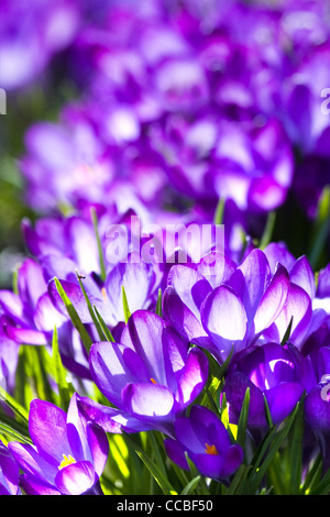 Lila Frühling Krokus oder Crocus Vernus blühen im März im Sonnenschein Stockfoto