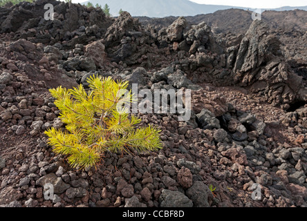 Junger Baum im Lavastrom Stockfoto