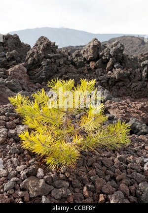 Junger Baum im Lavastrom Stockfoto