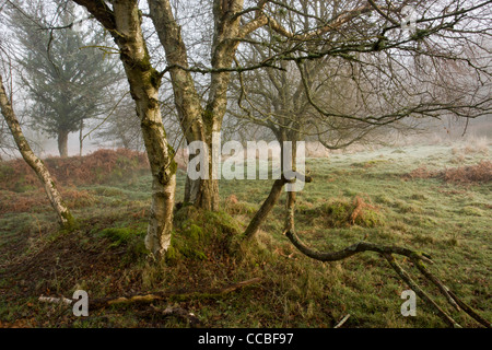 Downy Birke, Betula Pubescens, Whiddon oder Whyddon Deer Park. 16. Jahrhundert alten Park, Teign Valley, Dartmoor. Stockfoto