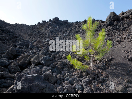 Junger Baum im Lavastrom Stockfoto