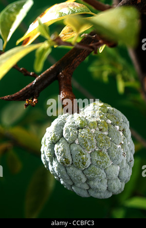 Zucker-Apfel Obst Stockfoto