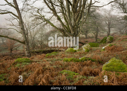 Alte Buche Bäume Whiddon oder Whyddon Deer Park. 16. Jahrhundert alten Park, Teign Valley, Dartmoor. Stockfoto