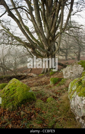 Alte Buche Bäume Whiddon oder Whyddon Deer Park. 16. Jahrhundert alten Park, Teign Valley, Dartmoor. Stockfoto