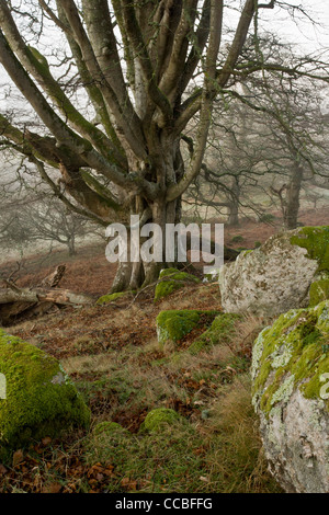 Alte Buche Bäume Whiddon oder Whyddon Deer Park. 16. Jahrhundert alten Park, Teign Valley, Dartmoor. Stockfoto