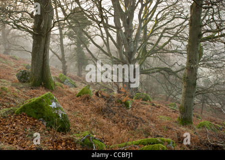 Alte buchen und Eichen im Nebel, im Whiddon oder Whyddon Deer Park. 16. Jahrhundert alten Park, Teign Valley, Dartmoor. Stockfoto