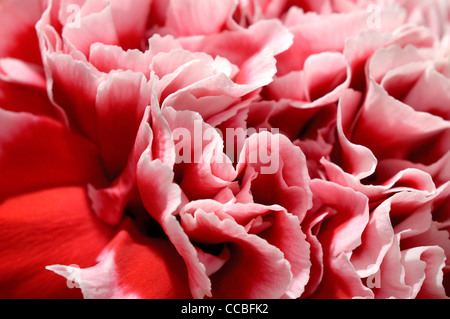 Nahaufnahme von schönen rosa Pfingstrose Blütenblättern. Abstrakten Detail Hintergrund. Stockfoto