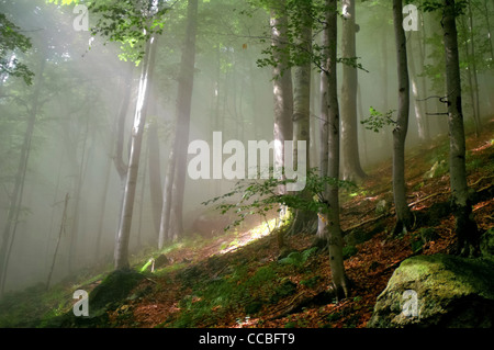 Strahlen des Sonnenlichts in einem nebligen Wald Stockfoto