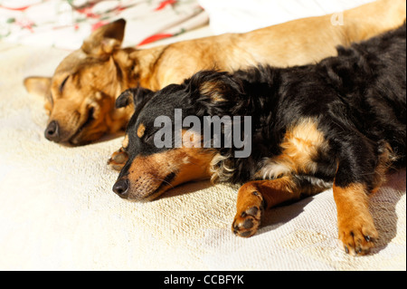 Zwei kleine Hunde, die zusammen in der Sonne ausruhen Stockfoto