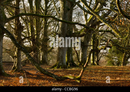 Alte Buche Bäume Whiddon oder Whyddon Deer Park. 16. Jahrhundert alten Park, Teign Valley, Dartmoor. Stockfoto