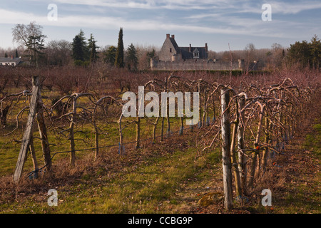 Reihenweise Kirschbäume in der Nähe von Villandry, Frankreich. Stockfoto