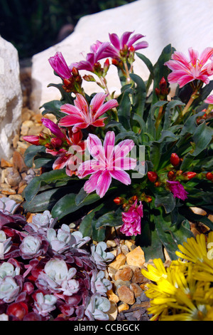 LEWISIA COTYLEDON. KLEINE PFLAUME. ROSA ALPINE PFLANZE. Stockfoto