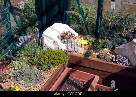 ALPINE PFLANZEN WACHSEN IN EINEM INDOOR TROG. Stockfoto