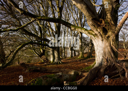 Alte Buche Bäume Whiddon oder Whyddon Deer Park. 16. Jahrhundert alten Park, Teign Valley, Dartmoor. Stockfoto