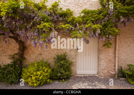 Glyzinien auf der Seite eines Hauses in Saint-Dyé-Sur-Loire, Loir-et-Cher, Centre, Frankreich. Stockfoto