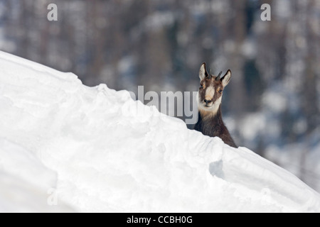 Gämse im Tiefschnee Stockfoto