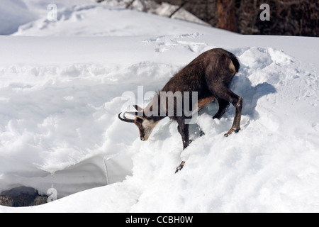 Gämse im Tiefschnee Stockfoto