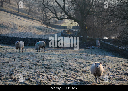 Klassische Winterlandschaft in der Yorkshire Dales of England Stockfoto