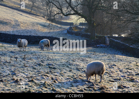 Klassische Winterlandschaft in der Yorkshire Dales of England Stockfoto