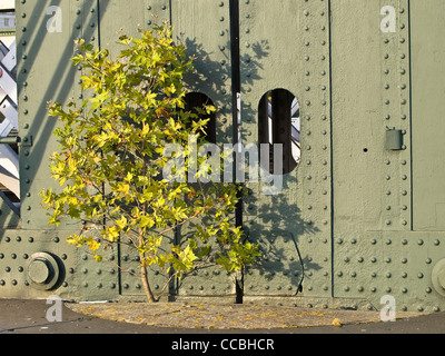 junger Baum wächst aus Beton auf der Brücke Stockfoto