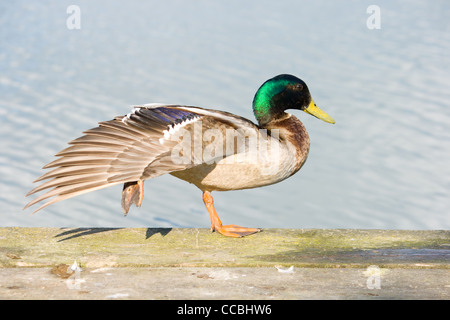 Stockente Dehnung durch ein Süßwassersee. Stockfoto