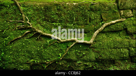 starke Baumwurzel kriechen auf alten bemoosten Steinmauer am alten ländlichen Weg in Kamakura, Japan Stockfoto