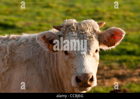 Portrait einer jungen Stier in jedes Ohr gekennzeichnet sind. Seine Hörner zu wachsen beginnen Stockfoto