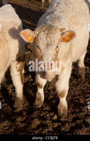 Jungen Kalb im Schlamm im winter Stockfoto