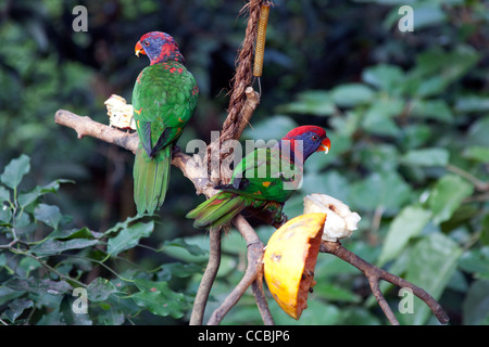 Schwarz-capped Lory Vogel - Lorius Lory - sitzt auf einem Ast, der Verzehr von Obst in der Hong Kong Park Voliere, Hong Kong Stockfoto