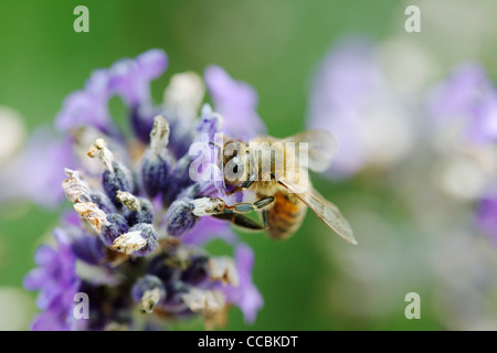 Bienen sammeln Pollen auf Lavendel Stockfoto